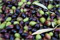 Guide for the Determination of the Characteristics of Oil-Olives